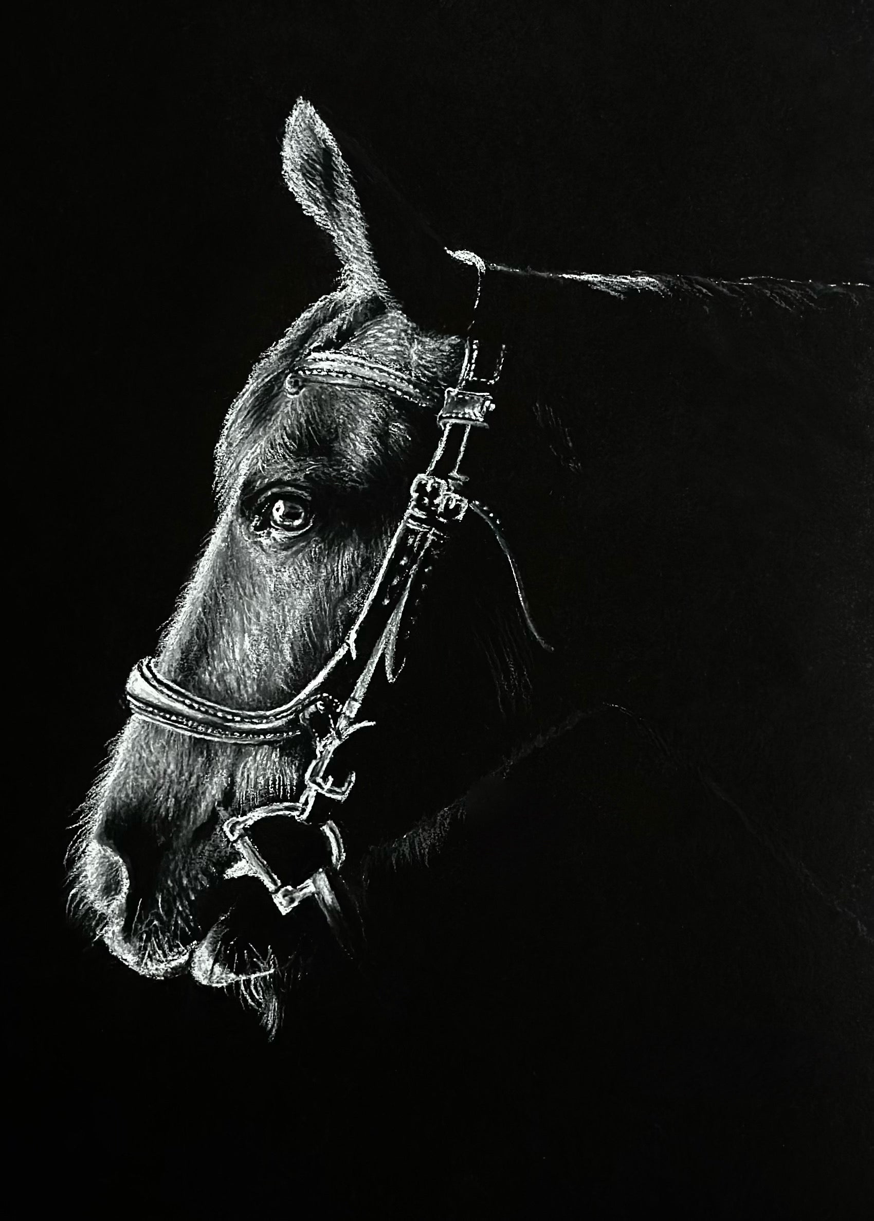 Black and white drawing of a horse's head with a bridle on a black background